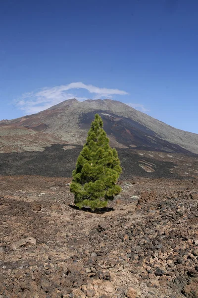 SPAIN CANARY ISLANDS TENERIFE — Stock Photo, Image