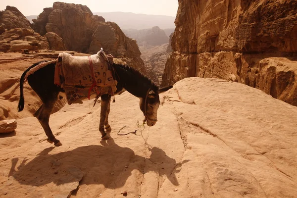 Asia Midden-Oosten Jordan Petra — Stockfoto