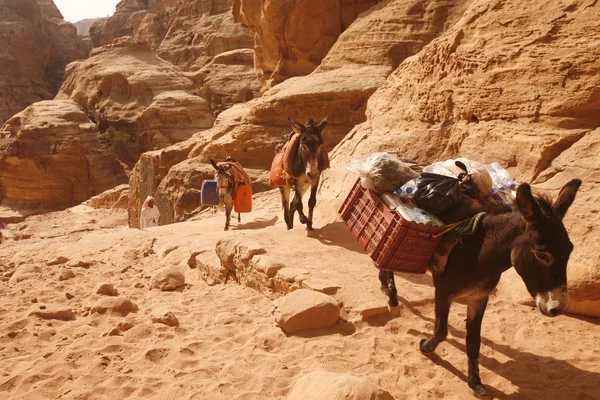 ÁSIA MÉDIA ORIENTE JORDÃO PETRA — Fotografia de Stock