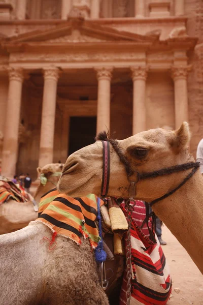 ASIA MIDDLE EAST JORDAN PETRA — Stock Photo, Image