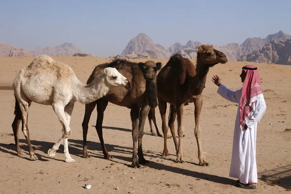 ÁSIA MÉDIA ORIENTE JORDÃO WADI RUM — Fotografia de Stock