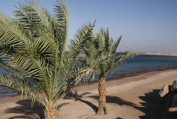 ASIA GIORDANIA MEDIO ORIENTE AQABA — Foto Stock