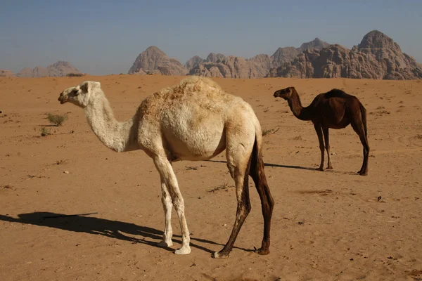 Asia Bliskim Wschodzie Jordan Wadi Rum — Zdjęcie stockowe