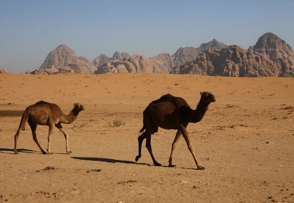 アジア中東 Jordan ワディ ・ ラム — ストック写真