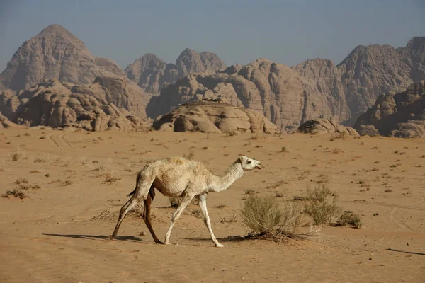 ÁSIA MÉDIA ORIENTE JORDÃO WADI RUM — Fotografia de Stock