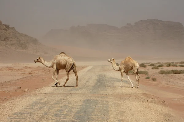 Asia Midden-Oosten Jordan Wadi Rum — Stockfoto