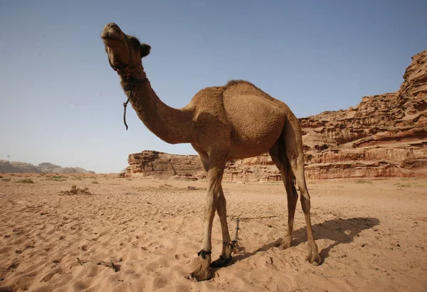 ÁSIA MÉDIA ORIENTE JORDÃO WADI RUM — Fotografia de Stock