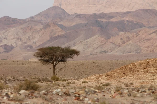 亚洲中部东 Jordan — 图库照片