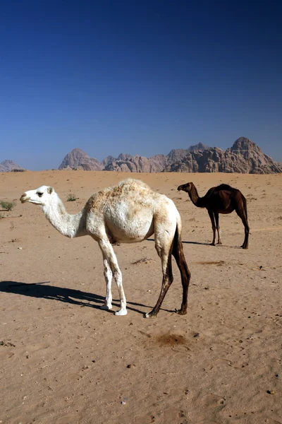 Asya Orta Doğu Jordan Wadi Rum — Stok fotoğraf