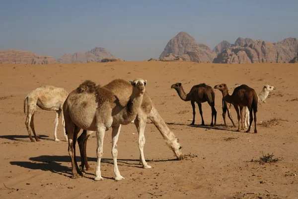 Asia Bliskim Wschodzie Jordan Wadi Rum — Zdjęcie stockowe