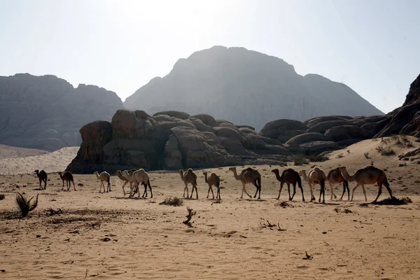 Asia Bliskim Wschodzie Jordan Wadi Rum — Zdjęcie stockowe