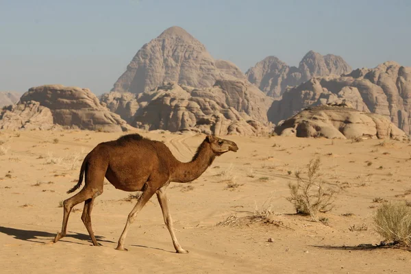 ASIA MIDDLE EAST JORDAN WADI RUM — Stock Photo, Image