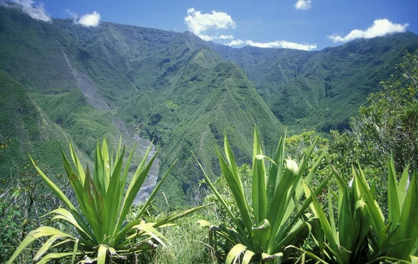 Afrika Frankrike La Reunion — Stockfoto