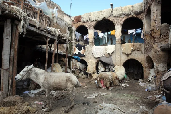 AFRICA MOROCCO FES — Stock Photo, Image