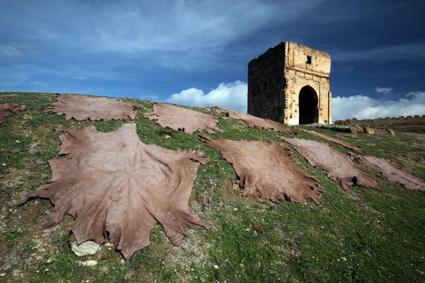 Afrika Fas Fes — Stok fotoğraf