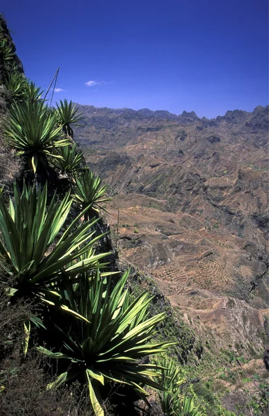 ÁFRICA CAFÉ VERDE SANTO ANTAO — Fotografia de Stock