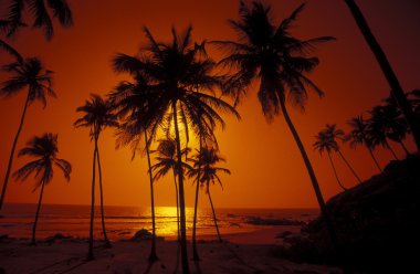 Asya Hindistan Goa