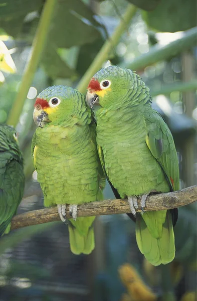 Lateinamerika honduras copan — Stockfoto