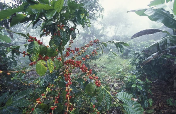 Latin Amerika Honduras Copan — Stok fotoğraf