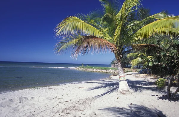 Latin Amerika Honduras Caribian deniz — Stok fotoğraf