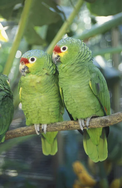 AMÉRICA LATINA HONDURAS COPAN — Foto de Stock