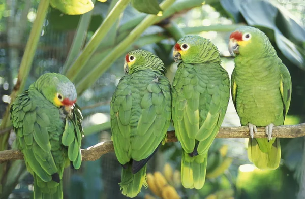 AMÉRICA LATINA HONDURAS COPAN — Foto de Stock