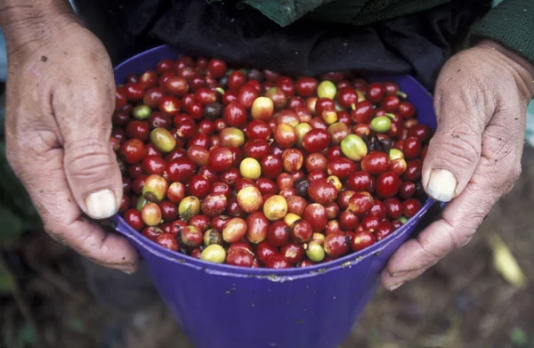 AMÉRICA LATINA HONDURAS COPAN — Foto de Stock