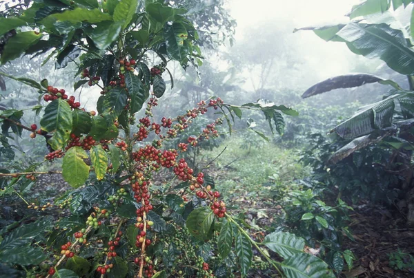 Ameryka Łacińska Honduras Copan — Zdjęcie stockowe