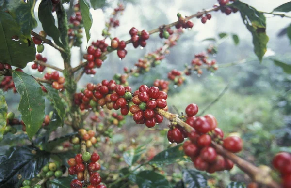 AMÉRICA LATINA HONDURAS COPAN — Foto de Stock