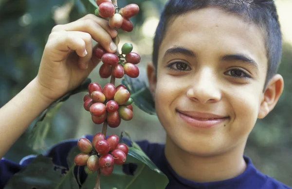 AMÉRICA LATINA HONDURAS COPAN — Foto de Stock