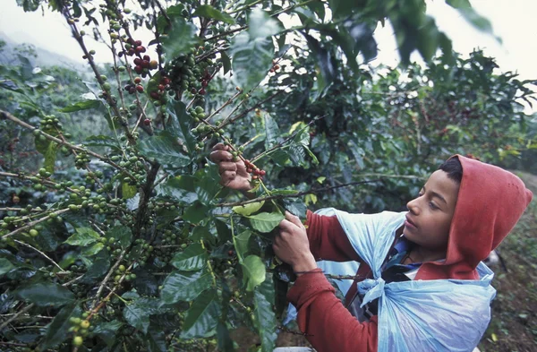 Latin Amerika Honduras Copan