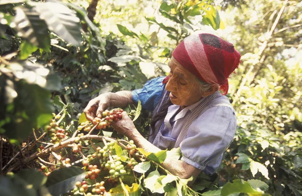 Latin Amerika Koffee