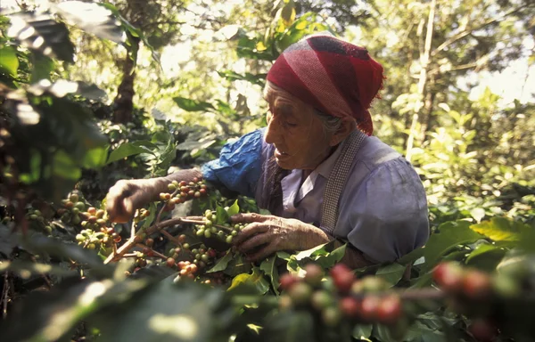 Latin Amerika Koffee Telifsiz Stok Fotoğraflar