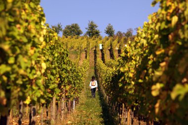 Europe Fransa Alsace