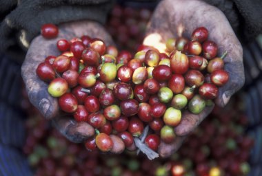 Latin Amerika Guatemala Koffe