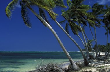 Amerika Caribbian deniz Dominik Cumhuriyeti