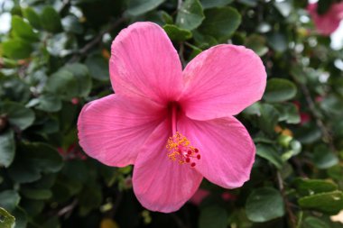 Asya Brunei Darussalam