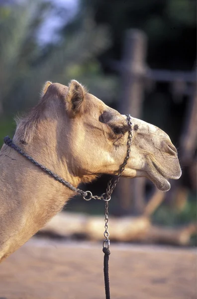 Arabia Emiraten Dubai — Stockfoto