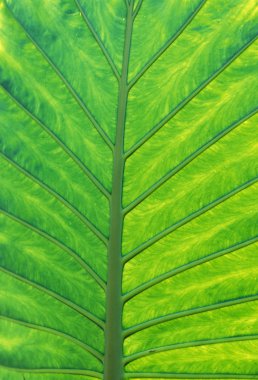 Latin Amerika Guatemala Antigua