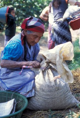 Latin Amerika Guatemala kahve
