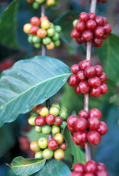Latinamerika Guatemala kaffe — Stockfoto