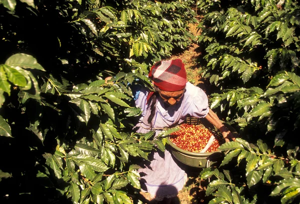 LATIN AMERICA GUATEMALA COFFEE — Stock Photo, Image