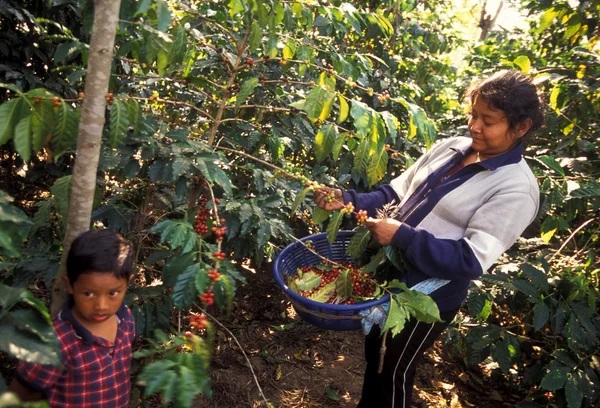 拉丁美洲危地马拉咖啡 — 图库照片