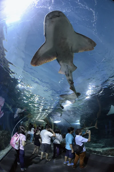 ASIA THAILANDIA BANGKOK AQUARIUM — Foto Stock