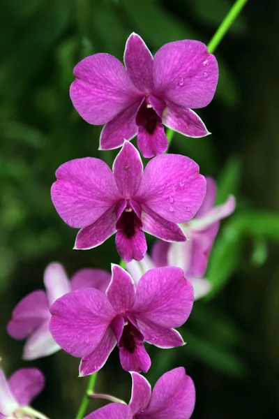 ÁSIA TAILÂNDIA CHIANG MAI orchidee — Fotografia de Stock
