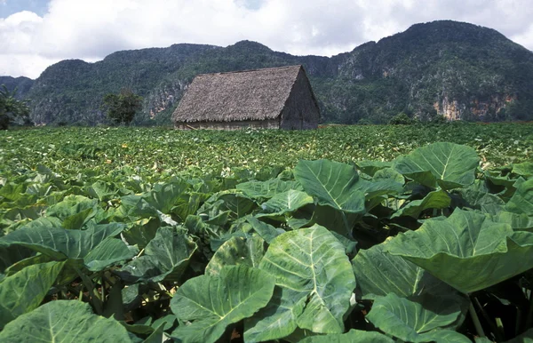 Amerika Cuba Viñales — Stockfoto