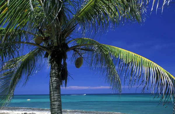 AMERICA CUBA VARADERO BEACH — Stock Photo, Image