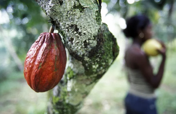 Amerika Küba Baracoa — Stok fotoğraf