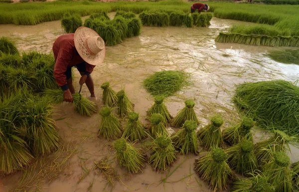 Asya Tayland Isan: Amnat Charoen — Stok fotoğraf