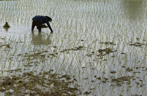 Asya Tayland Isan: Amnat Charoen — Stok fotoğraf